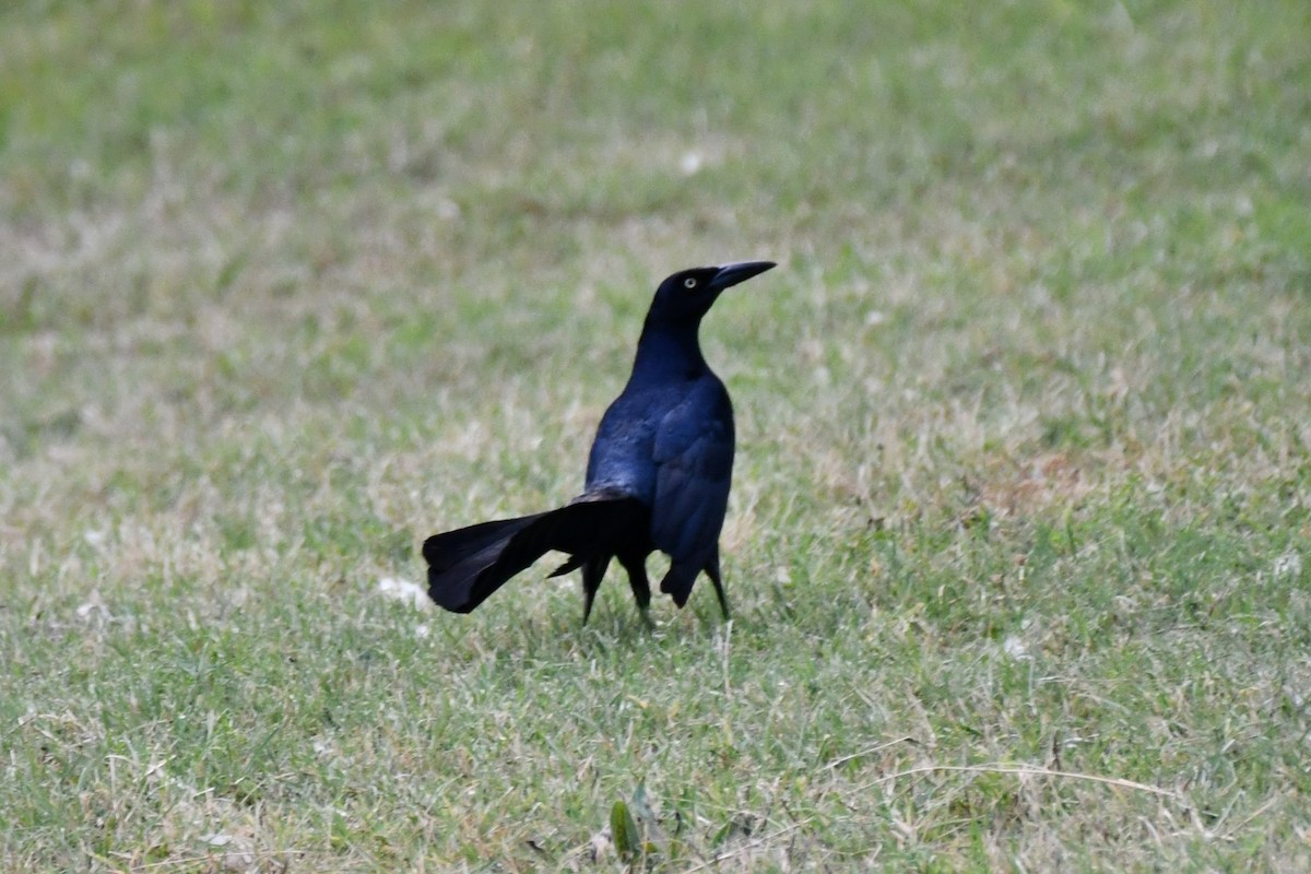 Great-tailed Grackle - ML621125860