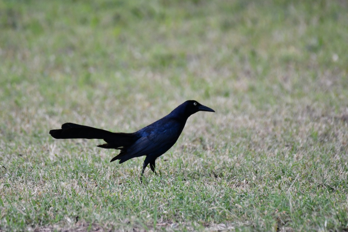 Great-tailed Grackle - ML621125862