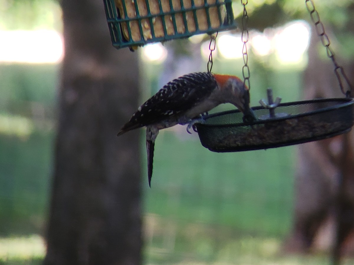 Red-bellied Woodpecker - ML621125868