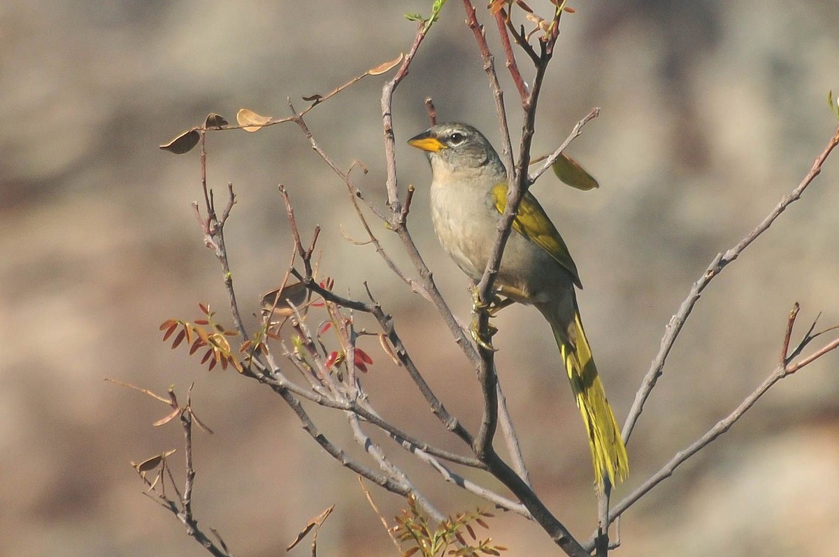 Pale-throated Pampa-Finch - ML621125907
