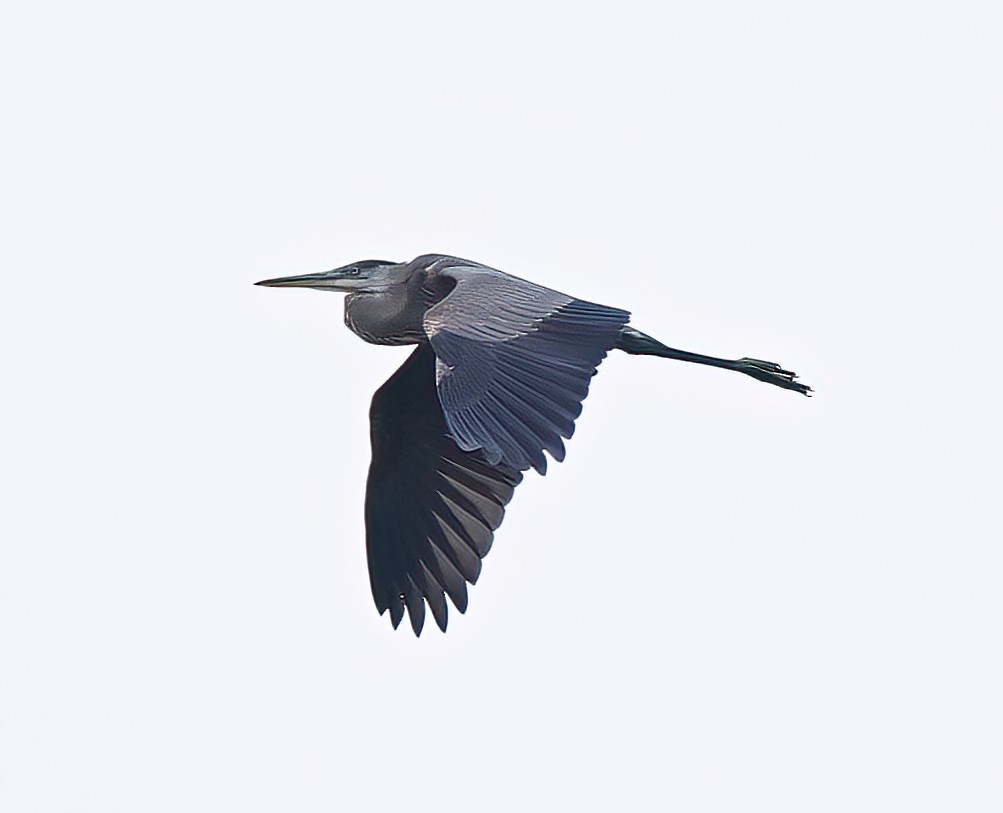 Great Blue Heron - ML621125936