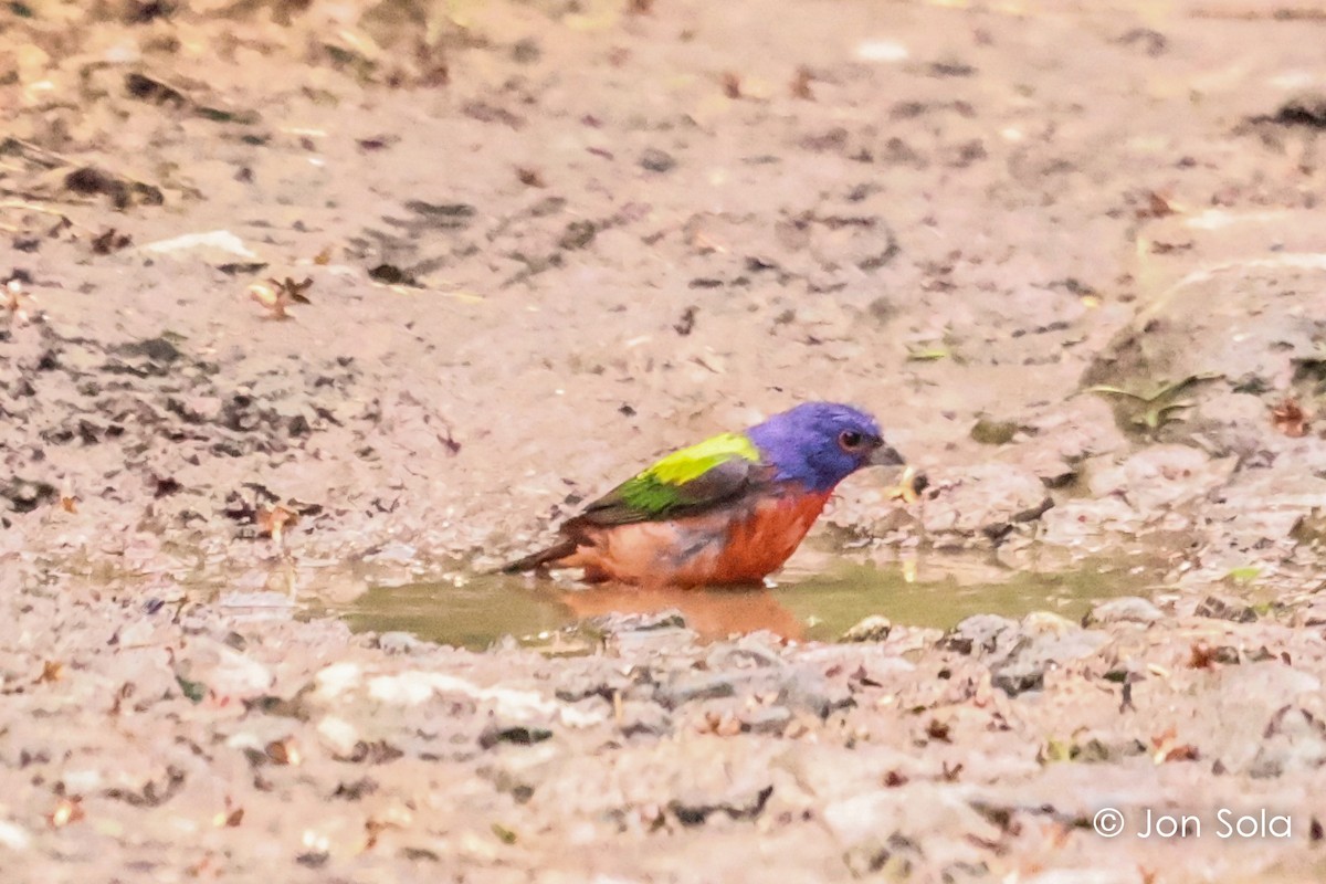 Painted Bunting - ML621125968