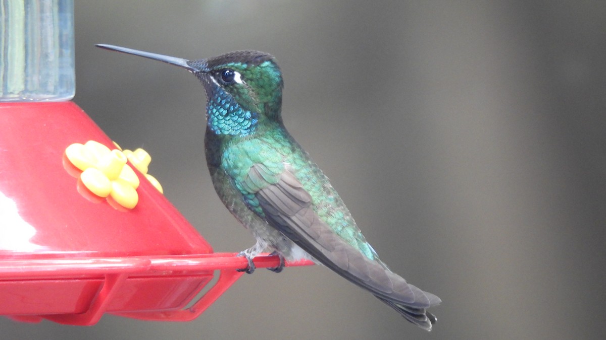 kolibřík skvostný - ML621125987