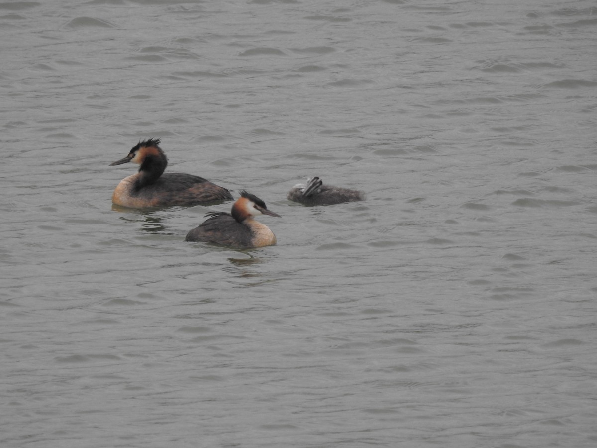 Great Crested Grebe - ML621125988