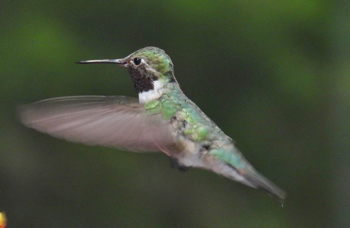 Broad-tailed Hummingbird - ML621125995