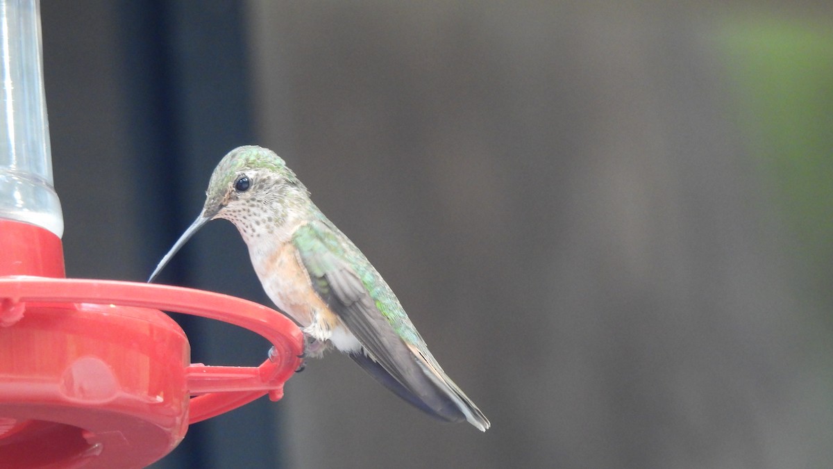 Broad-tailed Hummingbird - ML621125996
