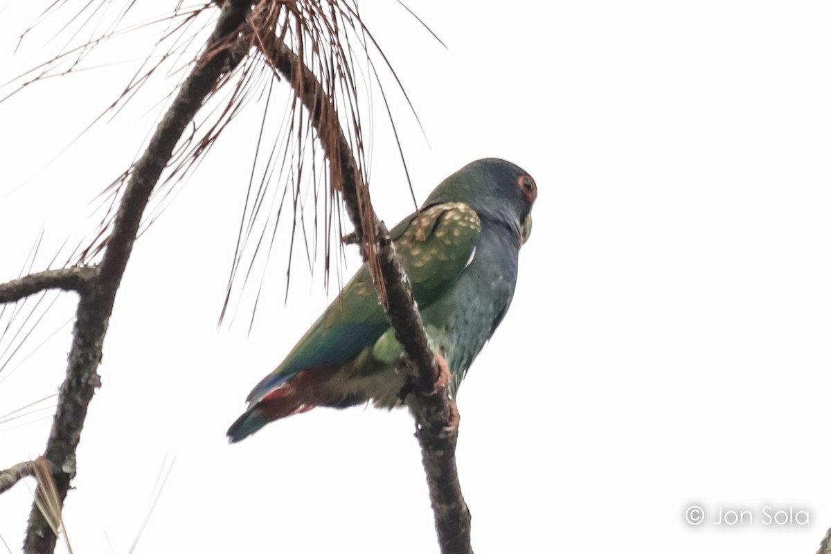 White-crowned Parrot - ML621126003