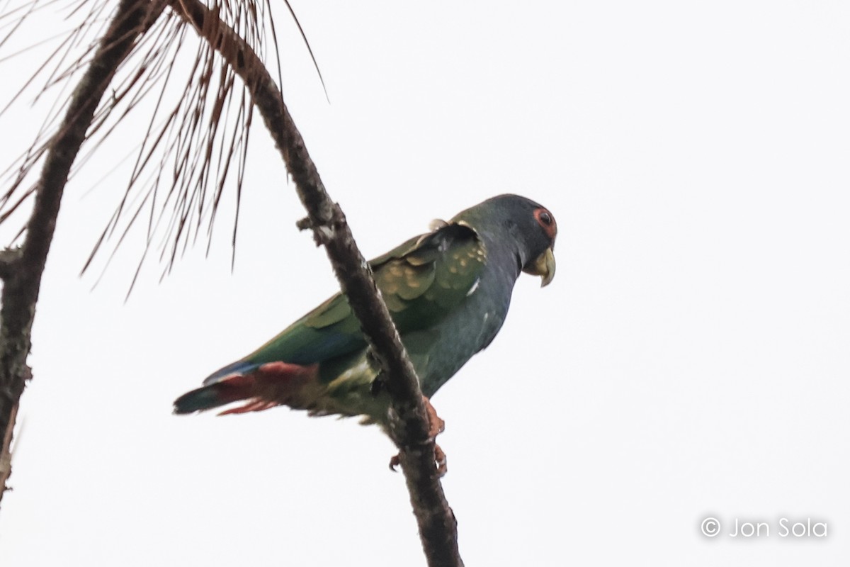 White-crowned Parrot - Jon  Sola