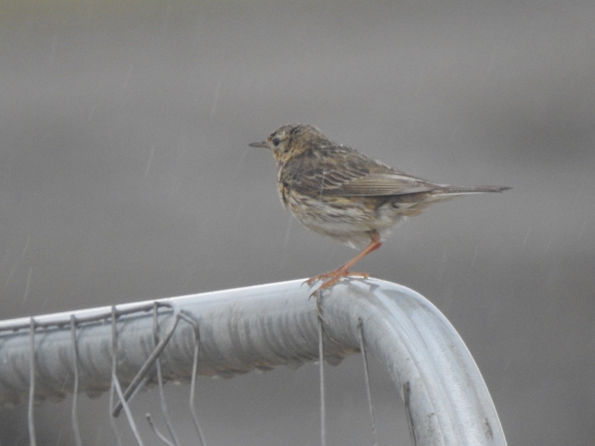Meadow Pipit - ML621126007