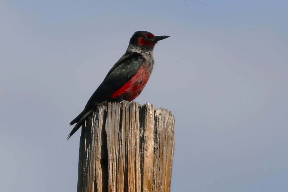 Lewis's Woodpecker - Brian Berry