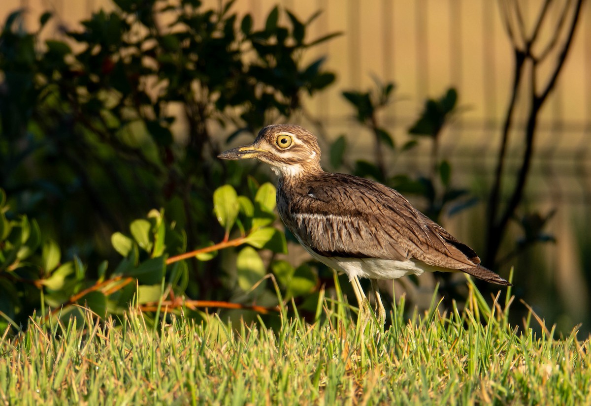 Water Thick-knee - Rhys Gwilliam