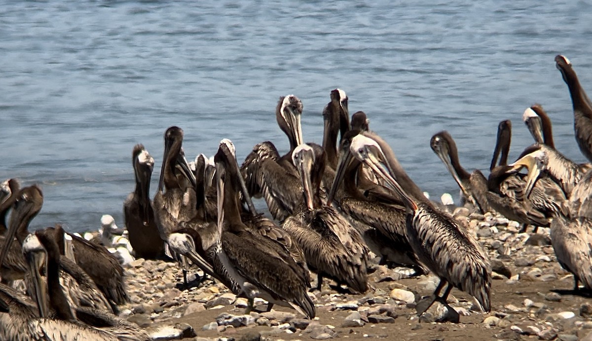pelikán hnědý - ML621126056