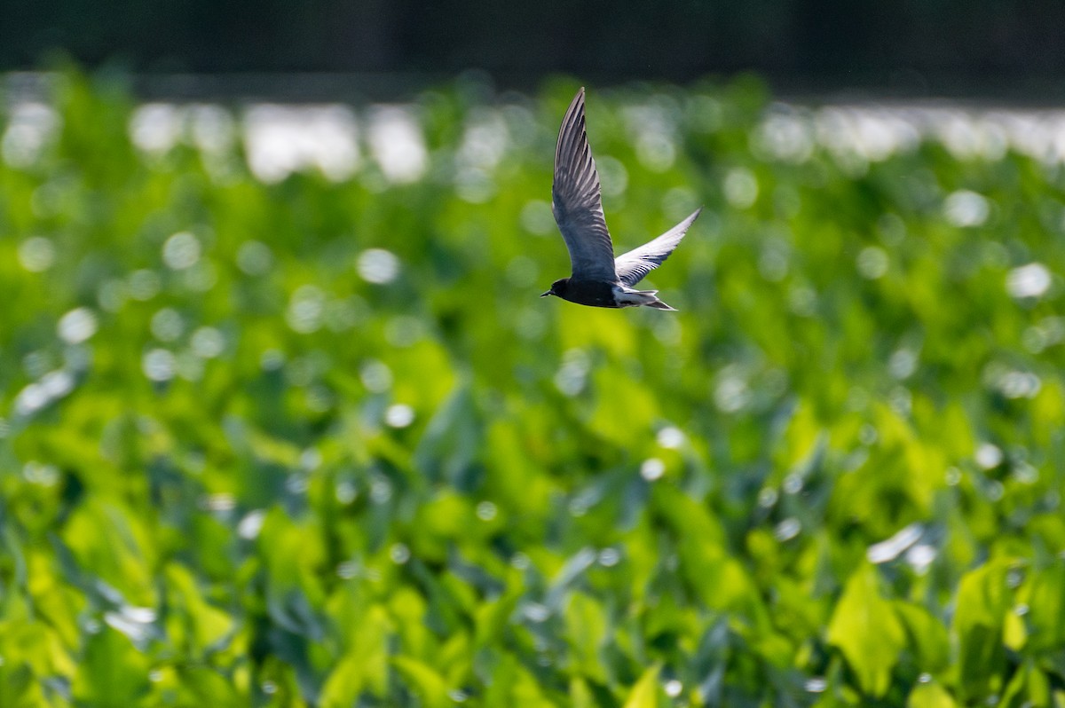 Black Tern - ML621126091