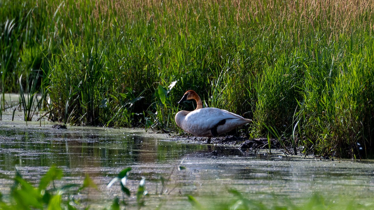 Trumpeter Swan - ML621126110