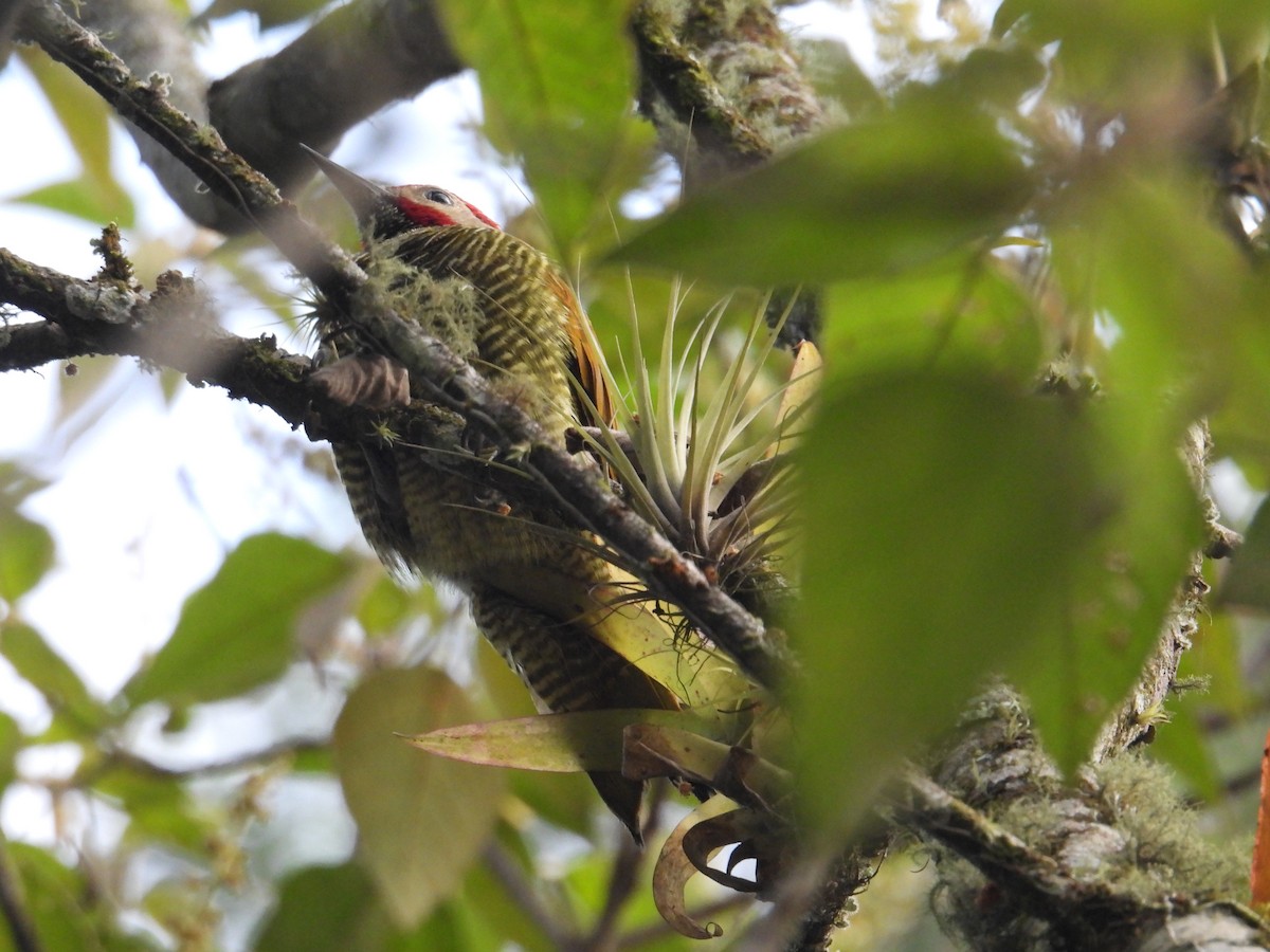 Golden-olive Woodpecker - ML621126111
