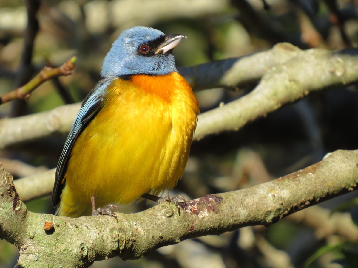 Blue-and-yellow Tanager - Eduardo  Medina