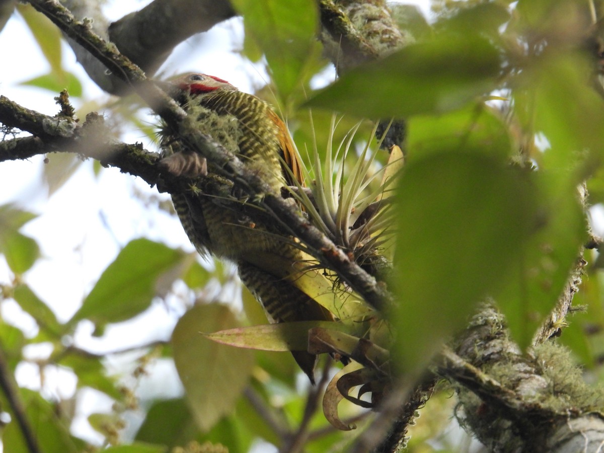 Golden-olive Woodpecker - ML621126116