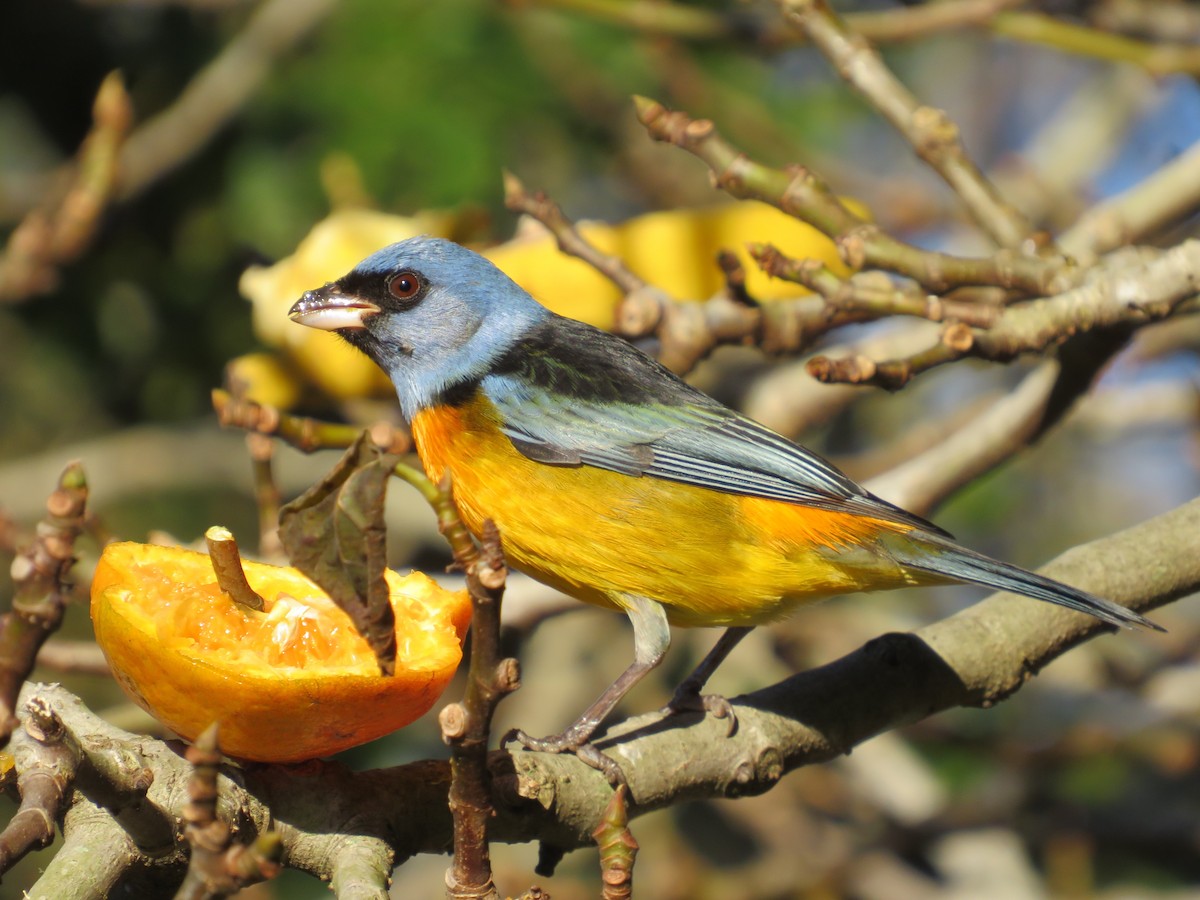 Blue-and-yellow Tanager - ML621126120