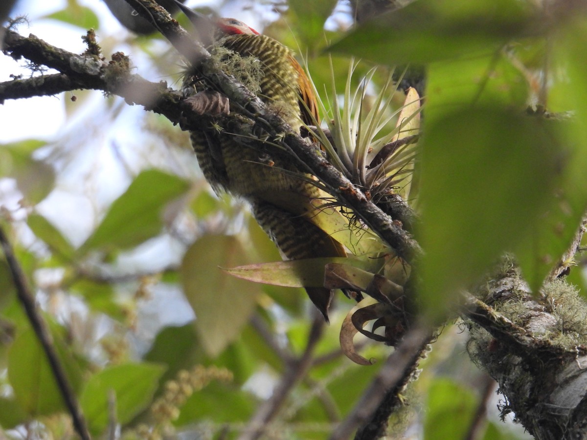 Golden-olive Woodpecker - ML621126121