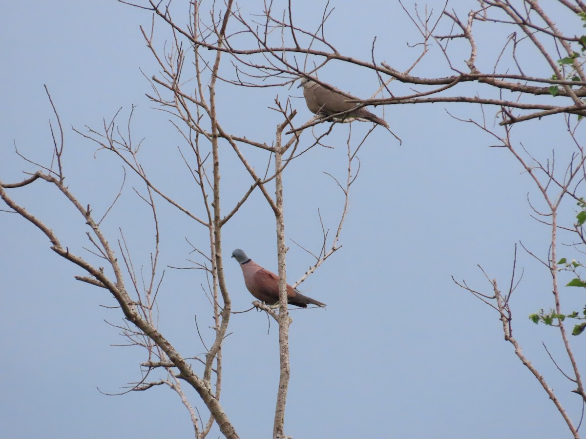 Red Collared-Dove - ML621126133