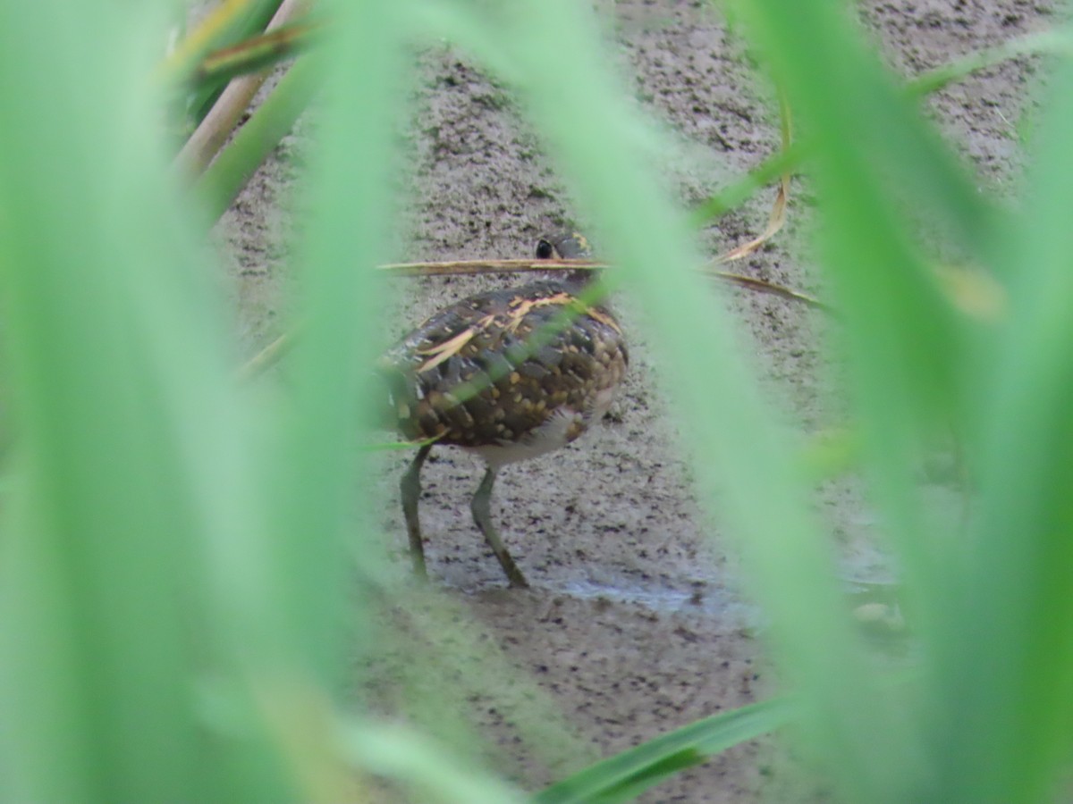 Greater Painted-Snipe - ML621126140