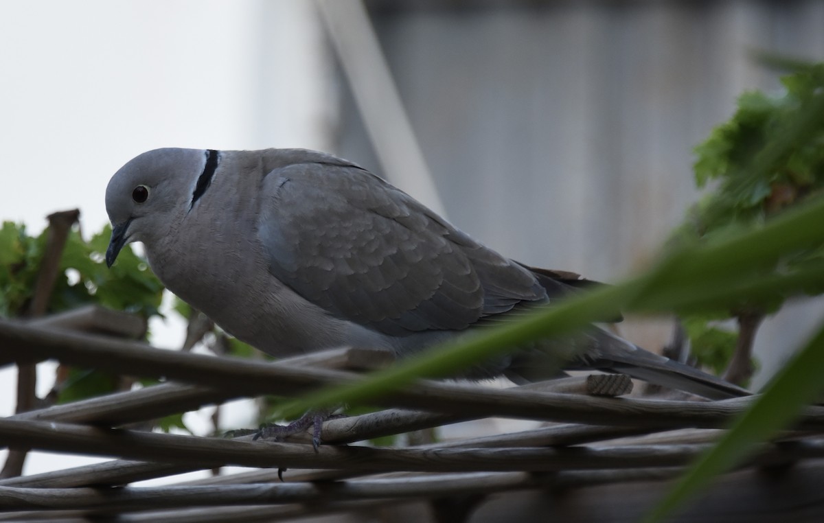 Eurasian Collared-Dove - NM Gatward