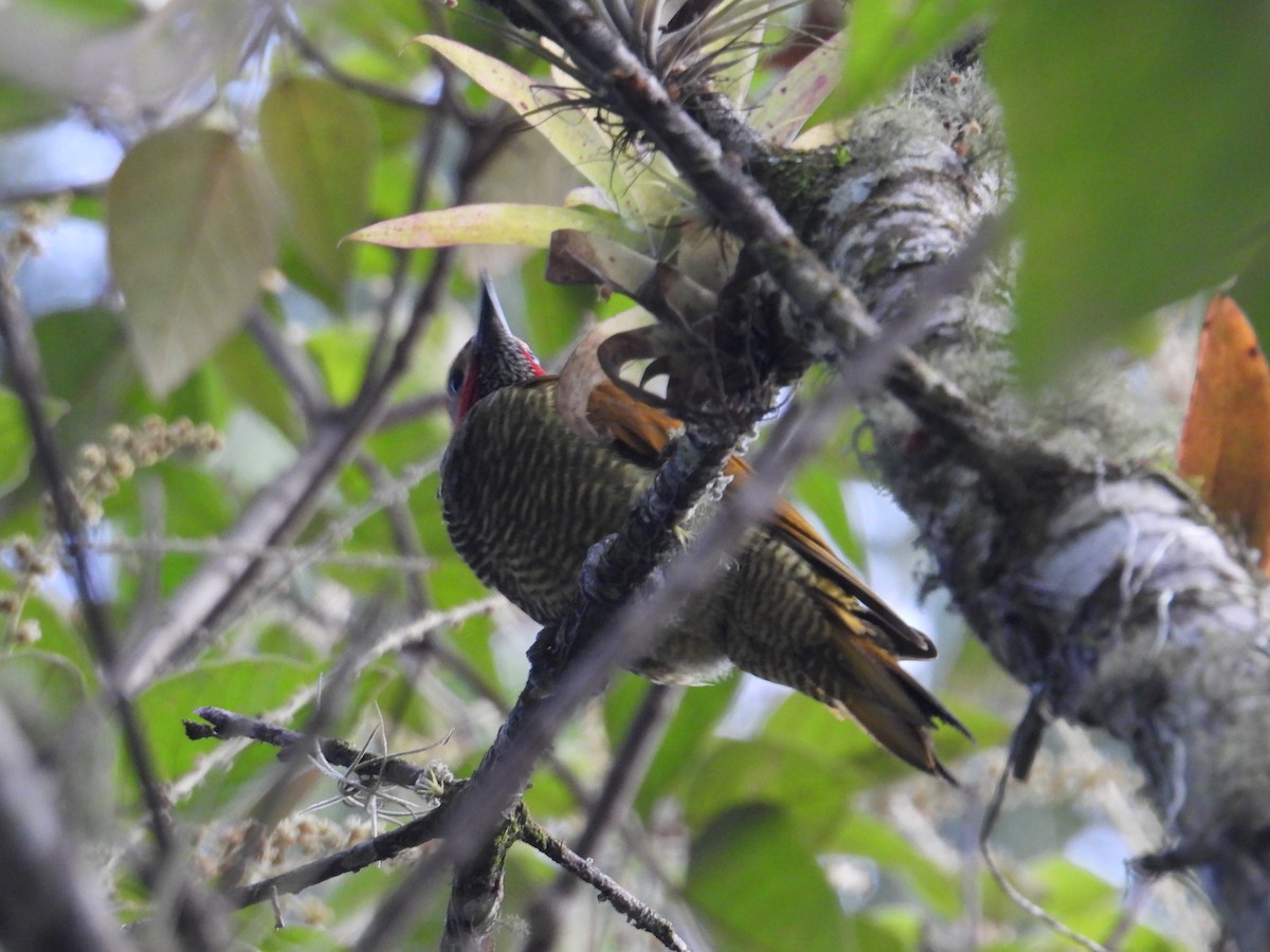 Golden-olive Woodpecker - ML621126148