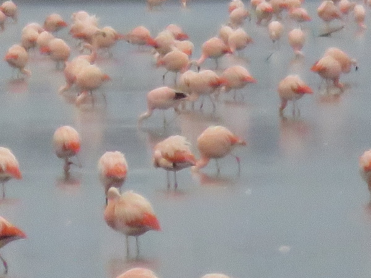 Andean Flamingo - ML621126157