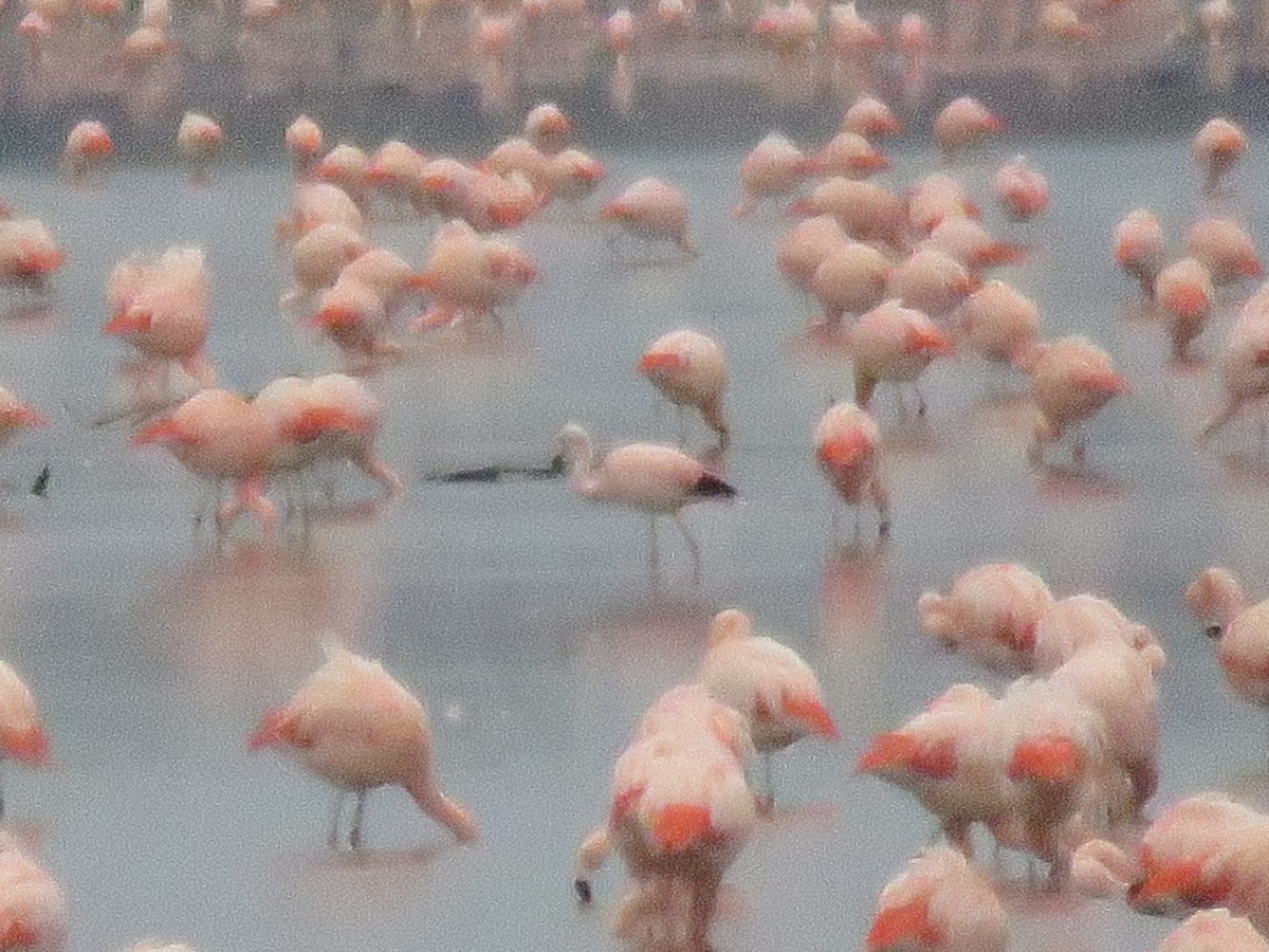 Andean Flamingo - ML621126158