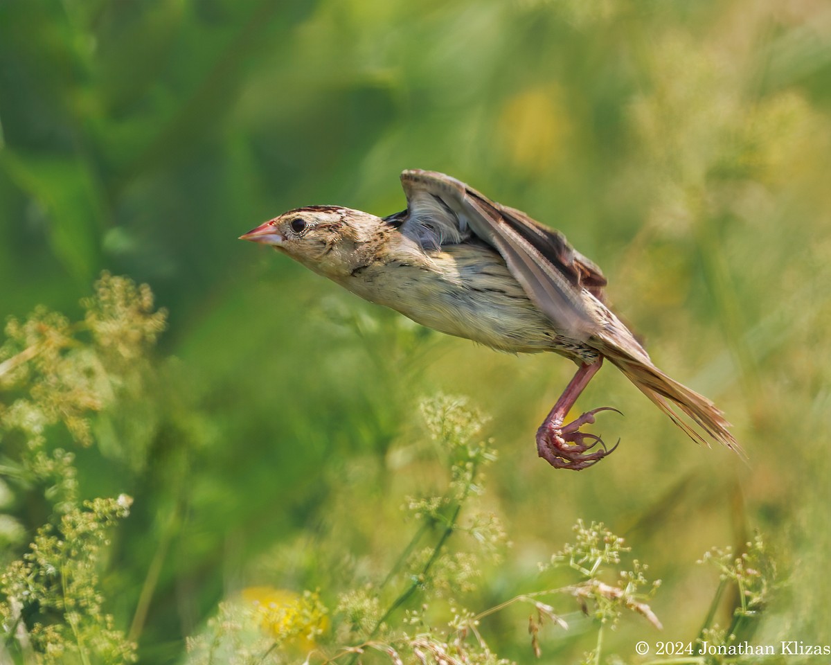 Grasshopper Sparrow - ML621126159
