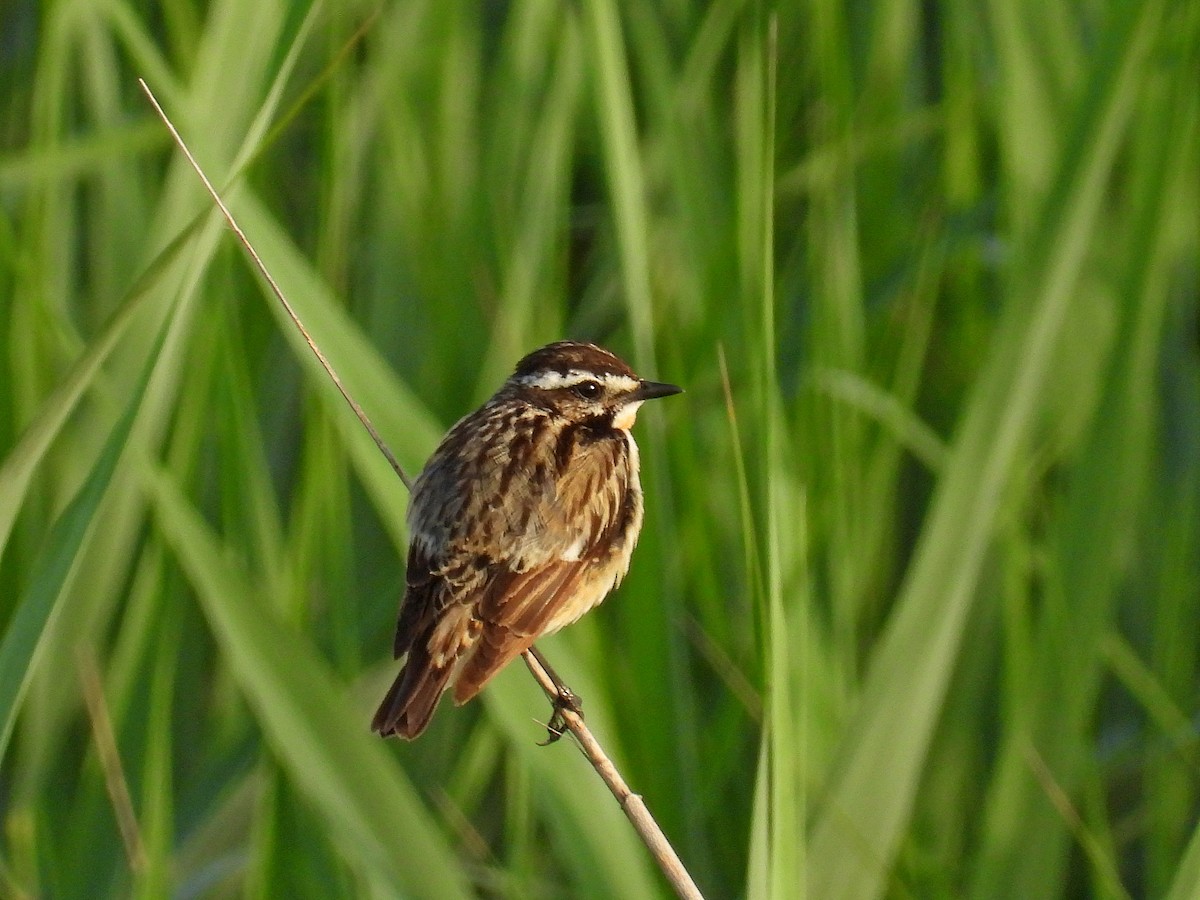 Whinchat - ML621126183