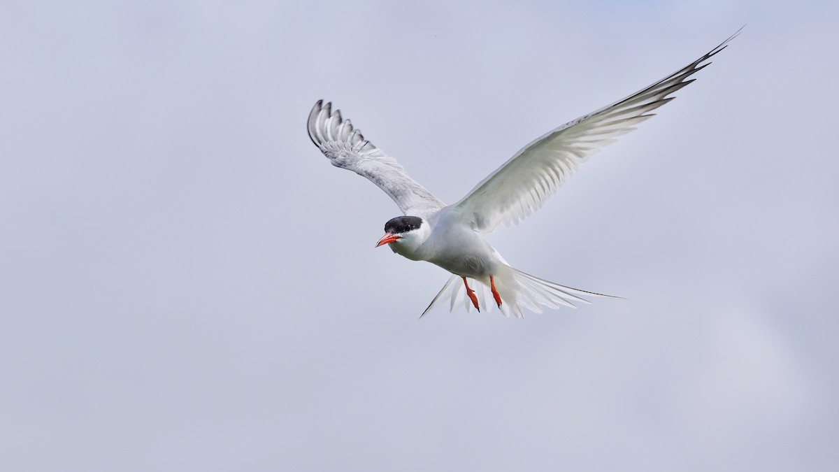 Common Tern - ML621126255