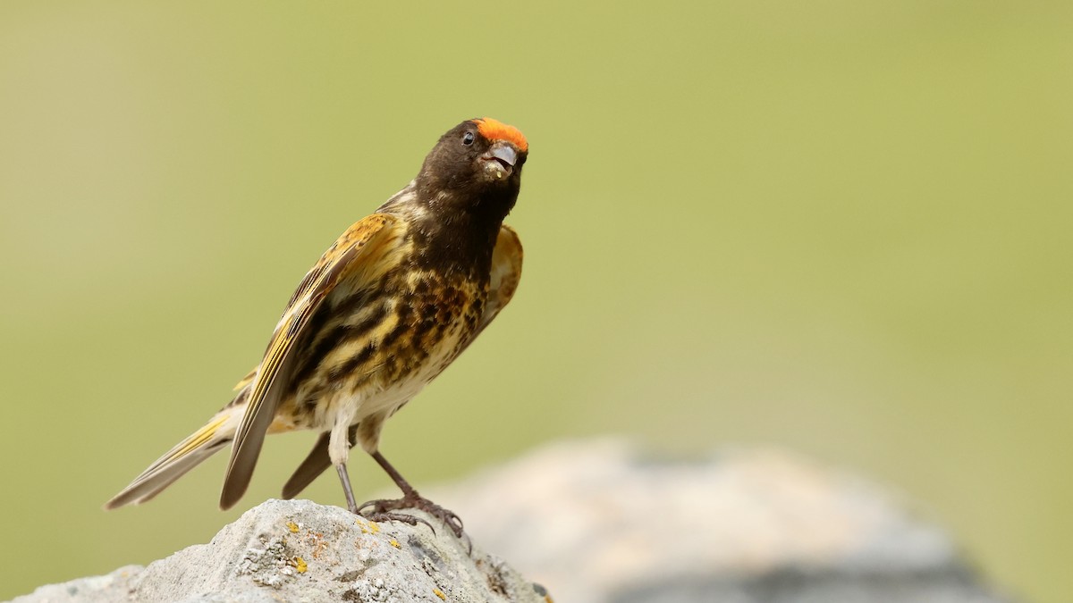 Fire-fronted Serin - ML621126271