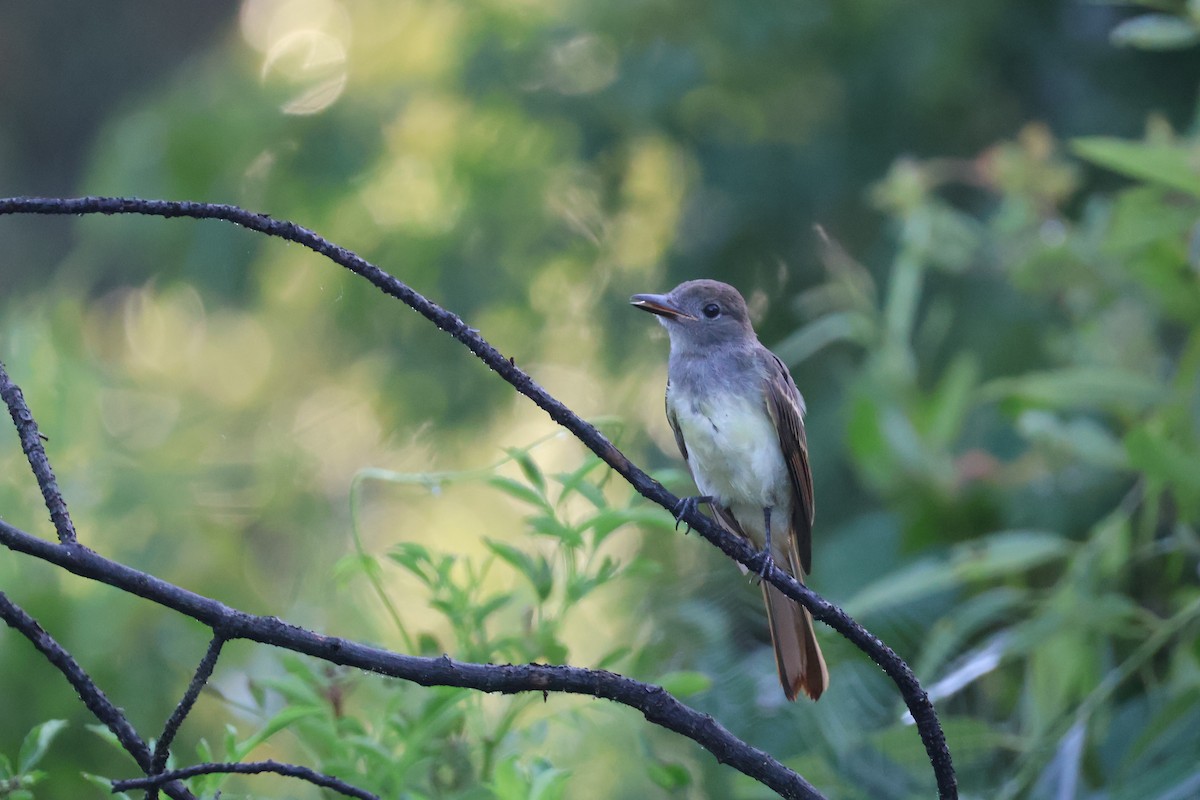 Great Crested Flycatcher - ML621126366