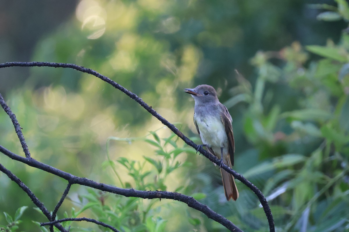Great Crested Flycatcher - ML621126373