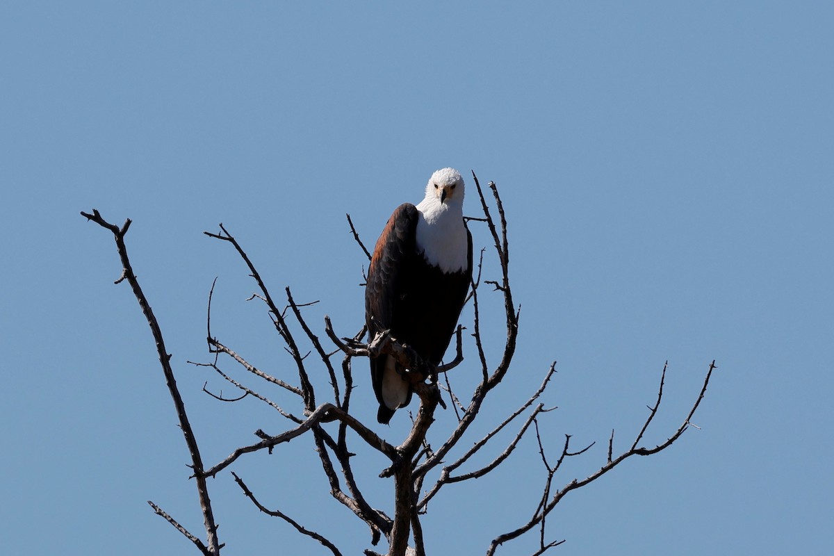 African Fish-Eagle - ML621126396