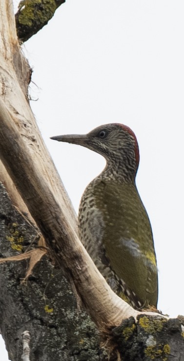 Eurasian Green Woodpecker - Hanno Stamm