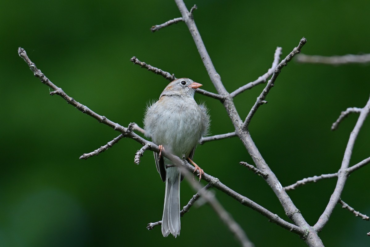 Field Sparrow - ML621126406