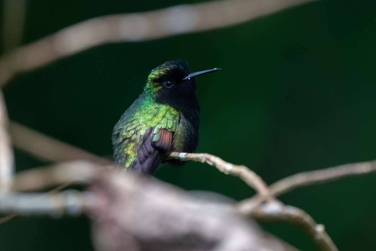 Black-bellied Hummingbird - ML621126409