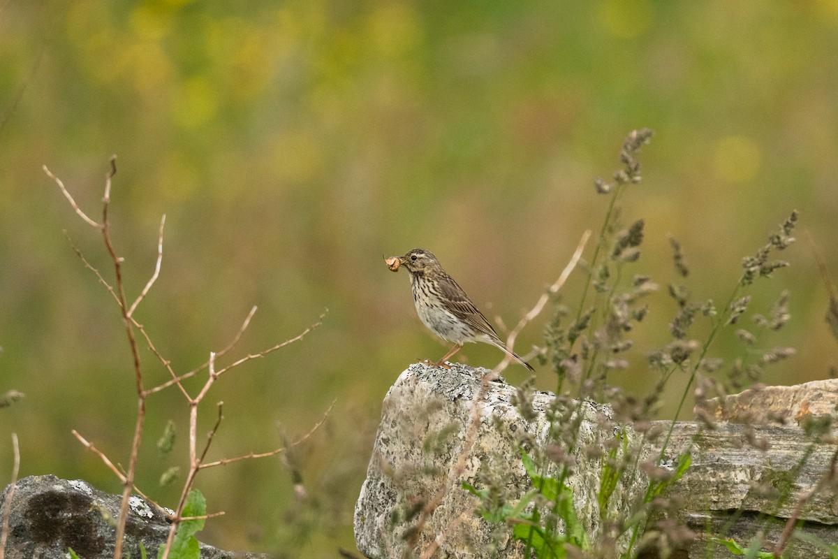 Meadow Pipit - ML621126414