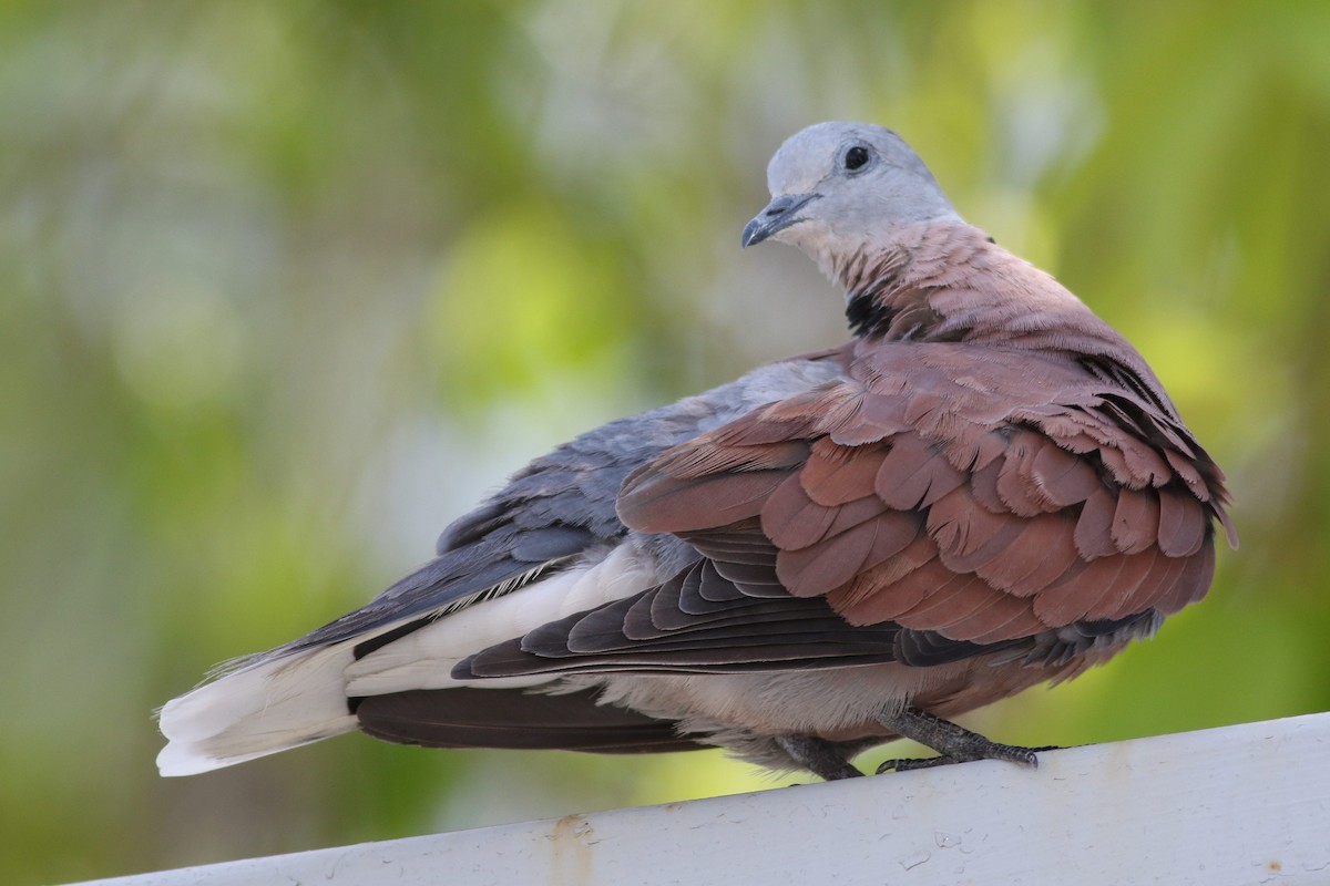 Red Collared-Dove - ML621126436