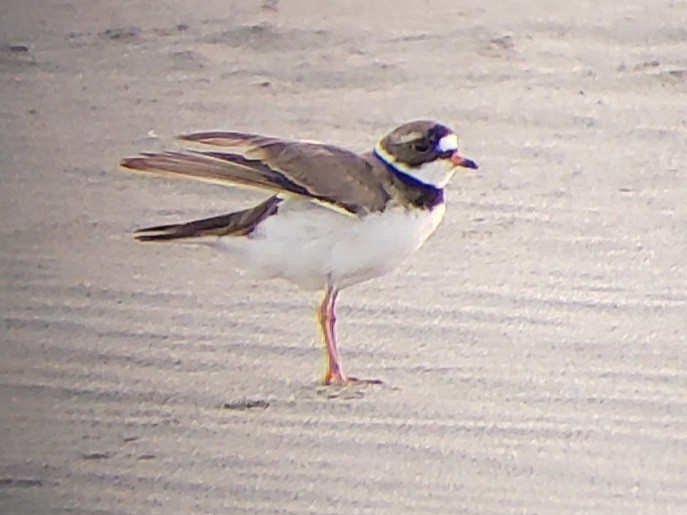 Semipalmated Plover - ML621126440