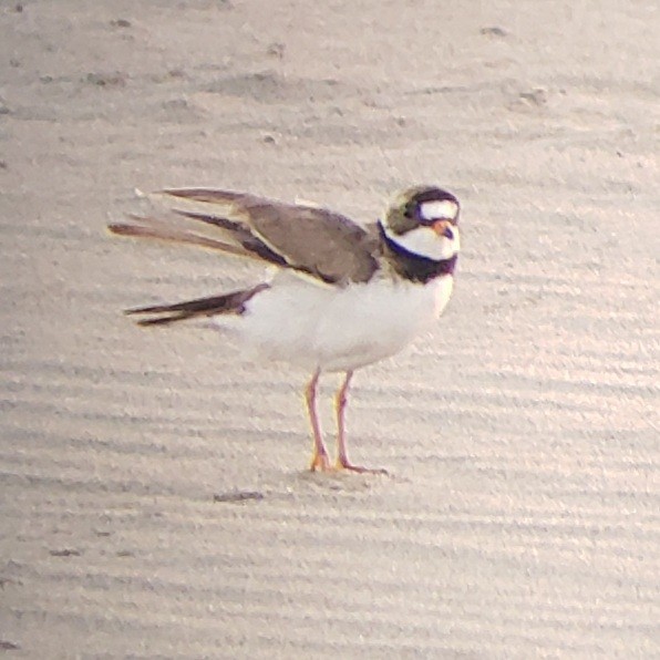 Semipalmated Plover - ML621126442