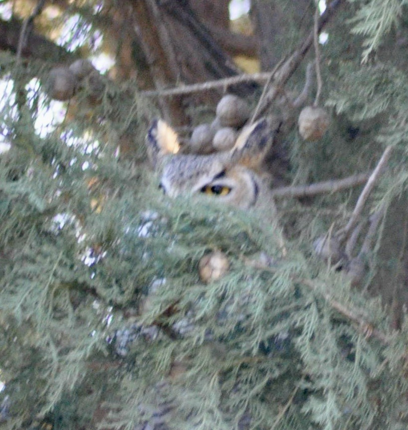 Great Horned Owl - ML621126450