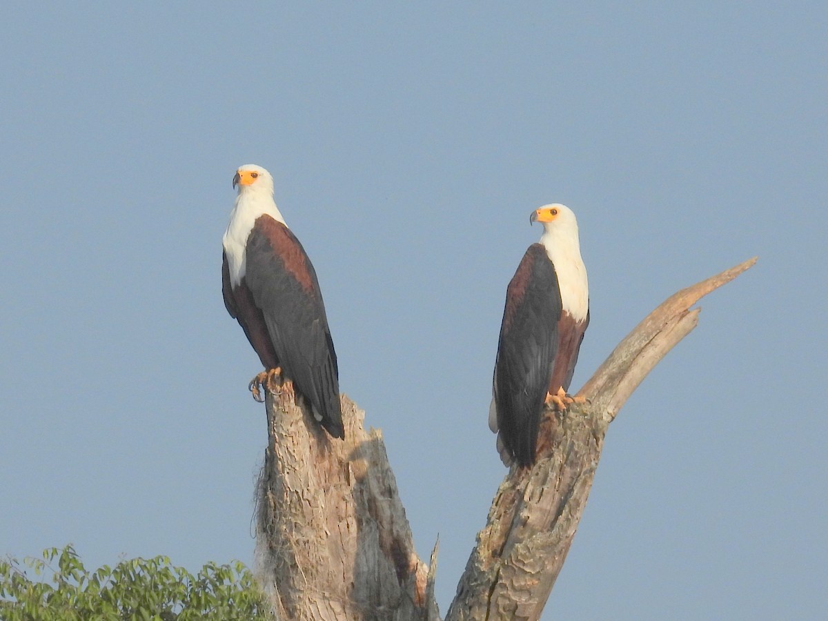 African Fish-Eagle - ML621126470