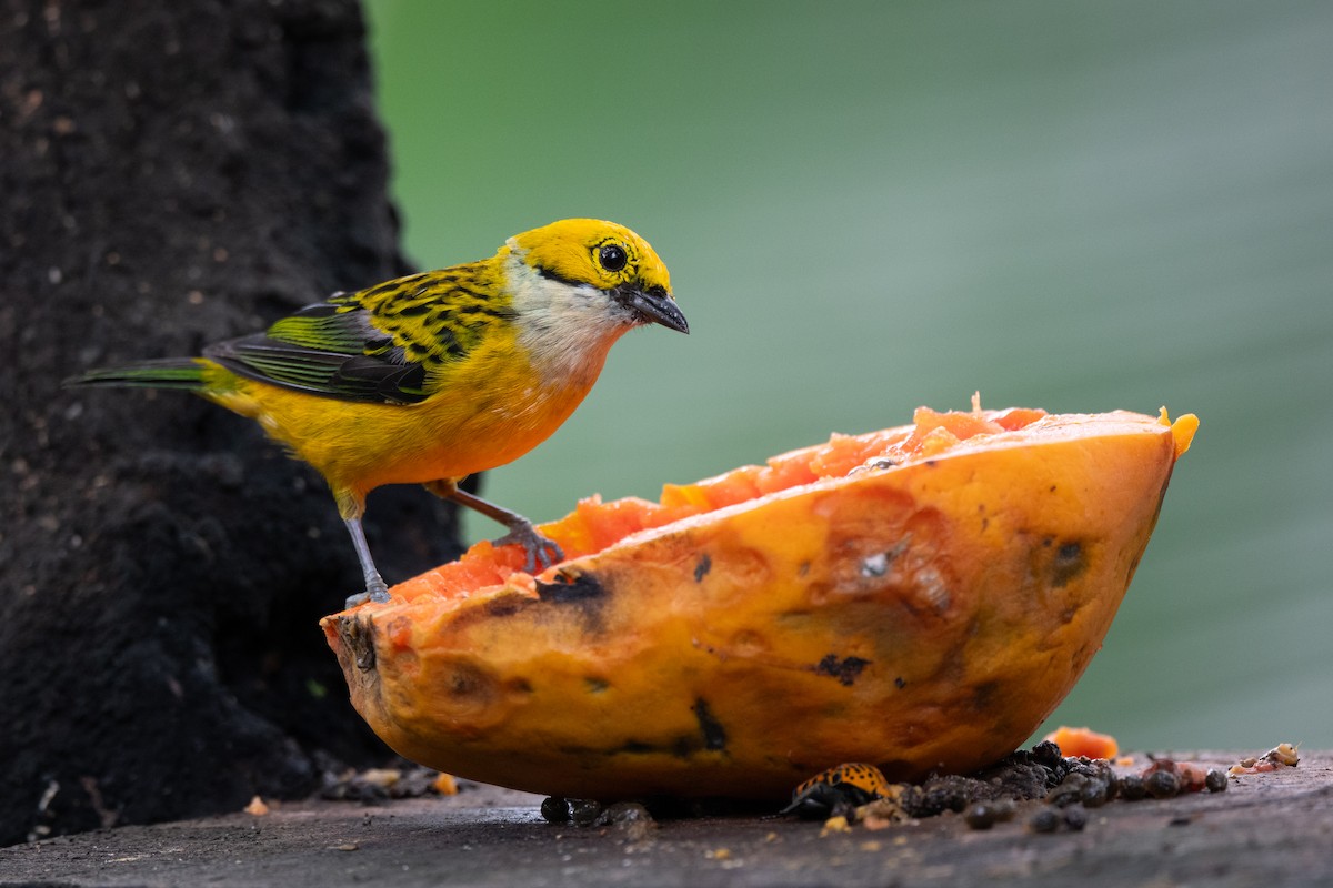 Silver-throated Tanager - ML621126476