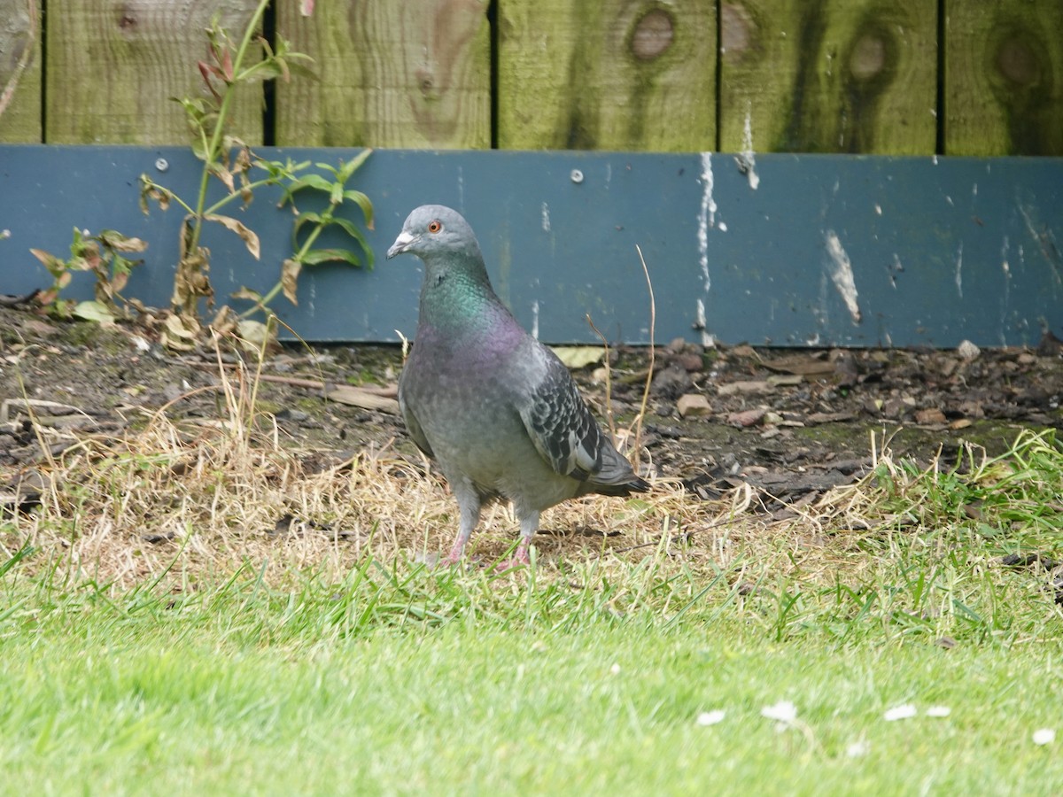 Rock Pigeon (Feral Pigeon) - ML621126487