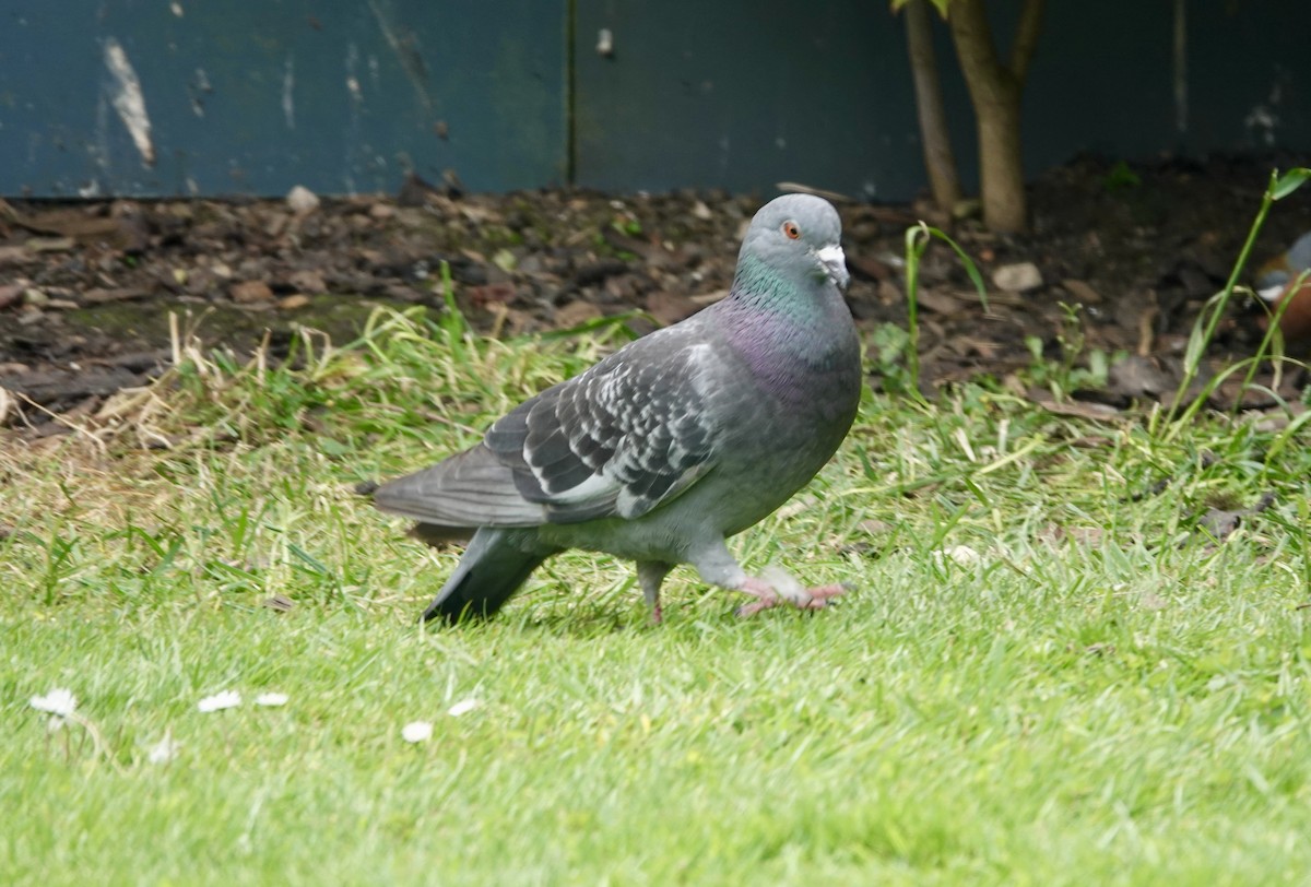 Rock Pigeon (Feral Pigeon) - ML621126488