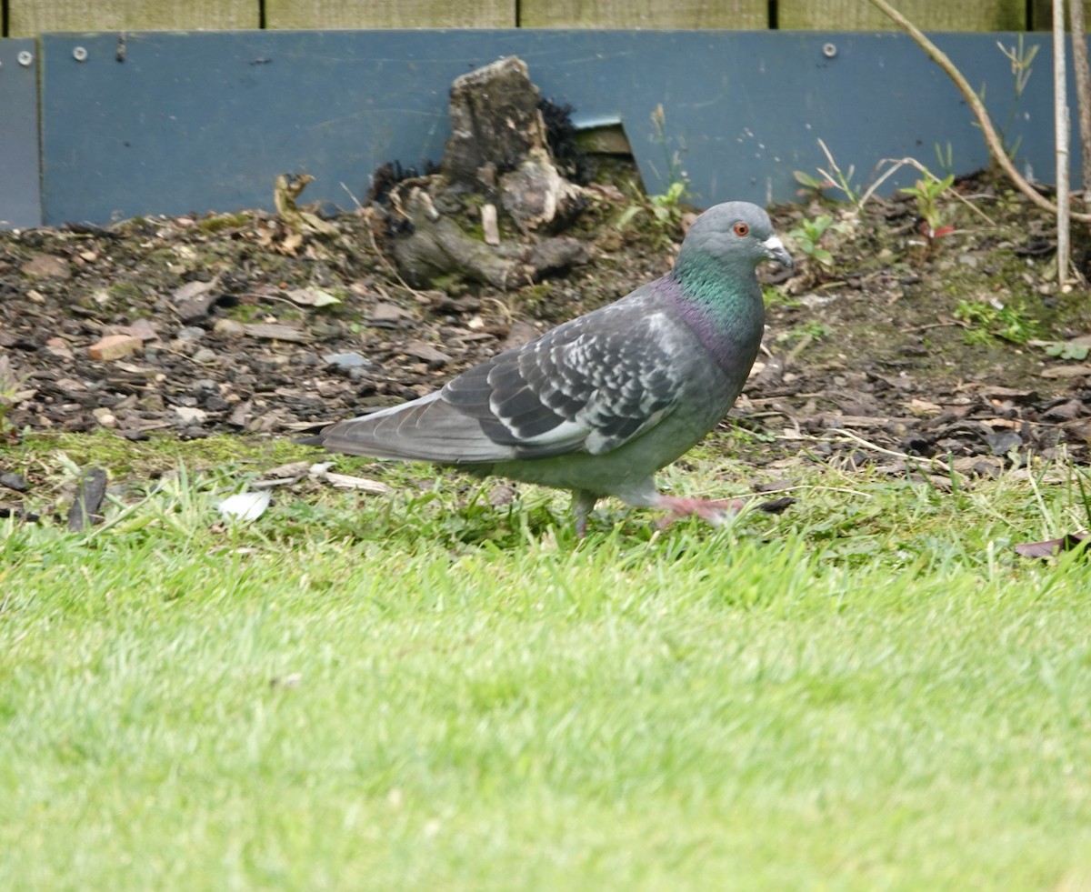 Rock Pigeon (Feral Pigeon) - ML621126489