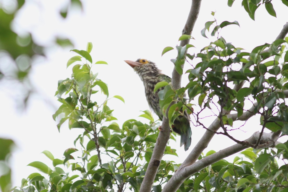 Lineated Barbet - ML621126500
